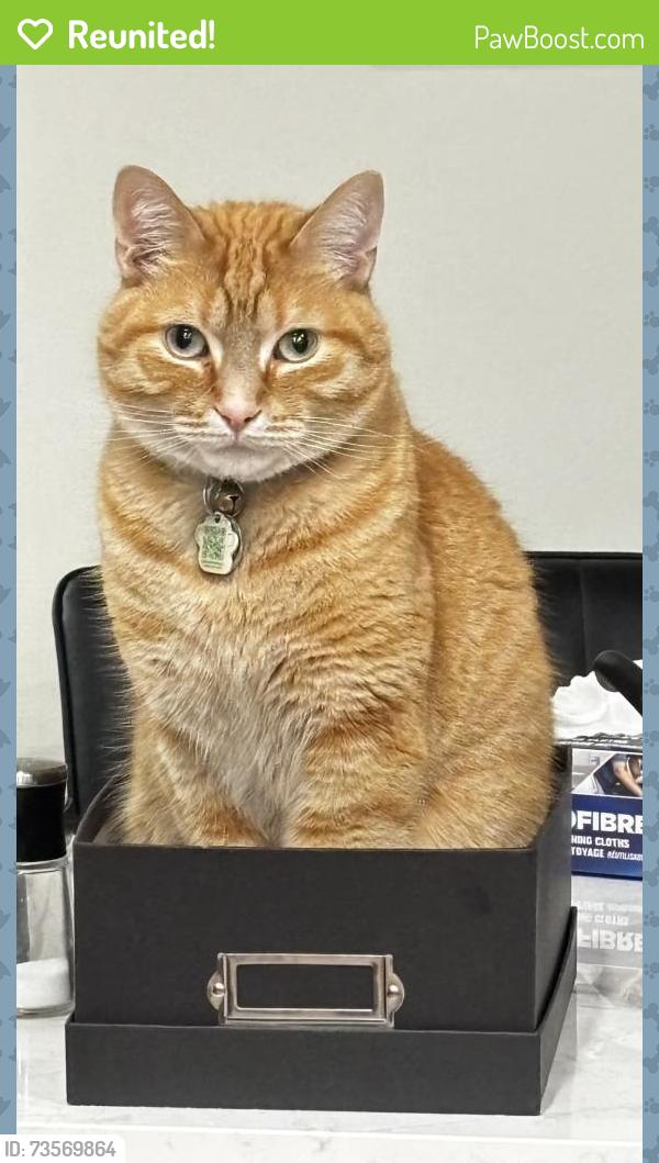 Reunited Male Cat last seen Margaret and Phillip, Regina, SK S4V 1B2