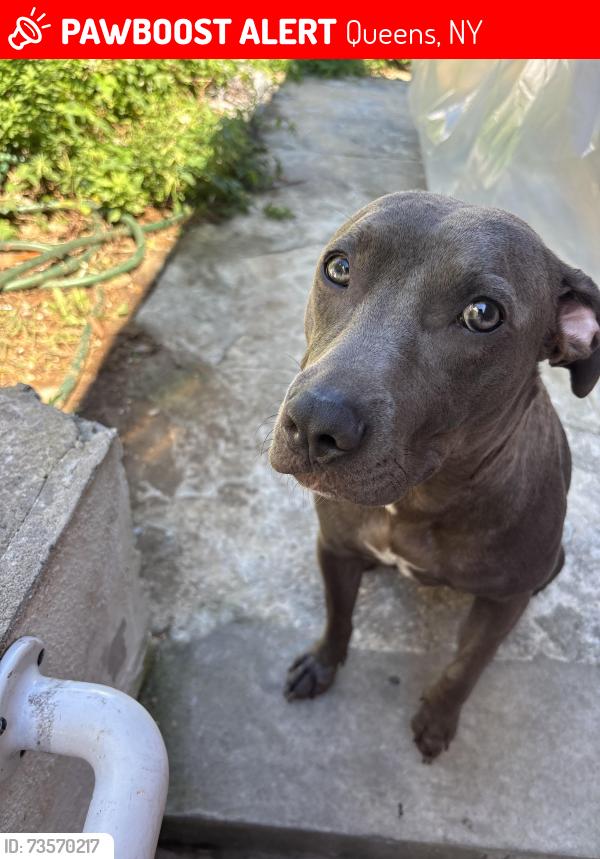 Lost Female Dog last seen Cross island pkwy, Queens, NY 11426