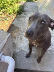 Lost Female Dog last seen Cross island pkwy, Queens, NY 11426