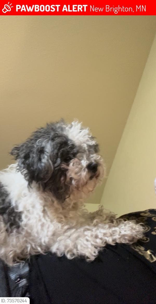 Lost Female Dog last seen hses, New Brighton, MN 55112