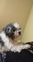 Lost Female Dog last seen hses, New Brighton, MN 55112