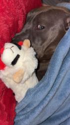 Lost Female Dog last seen Bellerose, Queens, NY 11426