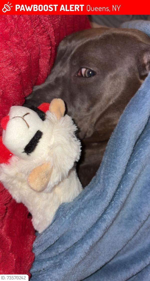Lost Female Dog last seen Bellerose, Queens, NY 11426