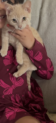 Lost Female Cat last seen Emerson Elementary, Midland, TX 79705