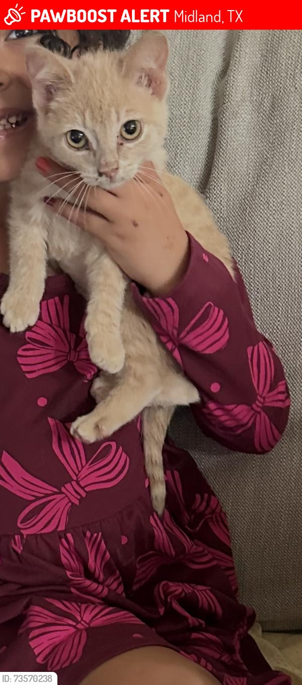 Lost Female Cat last seen Emerson Elementary, Midland, TX 79705
