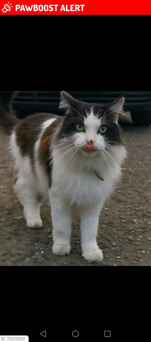 Lost Male Cat last seen Mitcham fire station, Greater London, England 