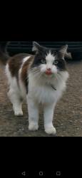 Lost Male Cat last seen Mitcham fire station, Greater London, England 