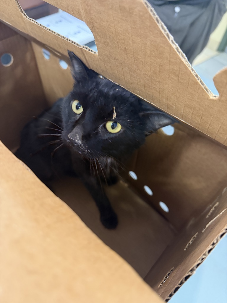 Shelter Stray Unknown Cat last seen Near Old clubhouse rd in woods by west neck creek, VIRGINIA BEACH, VA, 23453, 341 S Birdneck Rd, Virginia Beach, VA 23451, USA