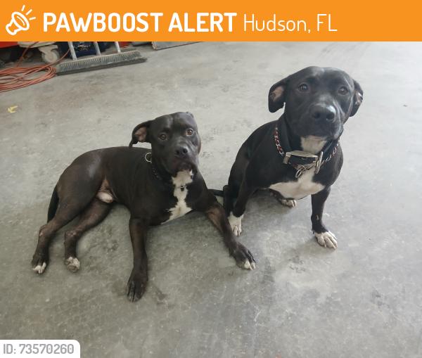 Found/Stray Male Dog last seen State rd 52 and little rd, Hudson, FL 34667