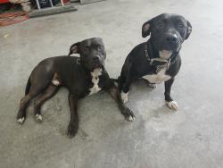 Found/Stray Male Dog last seen State rd 52 and little rd, Hudson, FL 34667