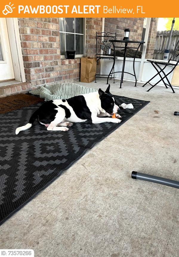 Found/Stray Male Dog last seen Bayou place, Bellview, FL 32506