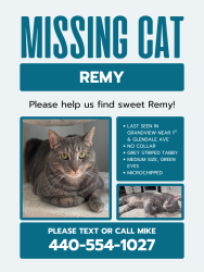 Lost Male Cat last seen Near west 1st avenue, Columbus, OH 43212