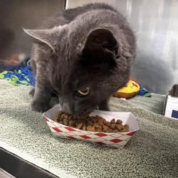 Shelter Stray Unknown Cat last seen , 1244 N Delsea Dr, Vineland, NJ 08360, USA