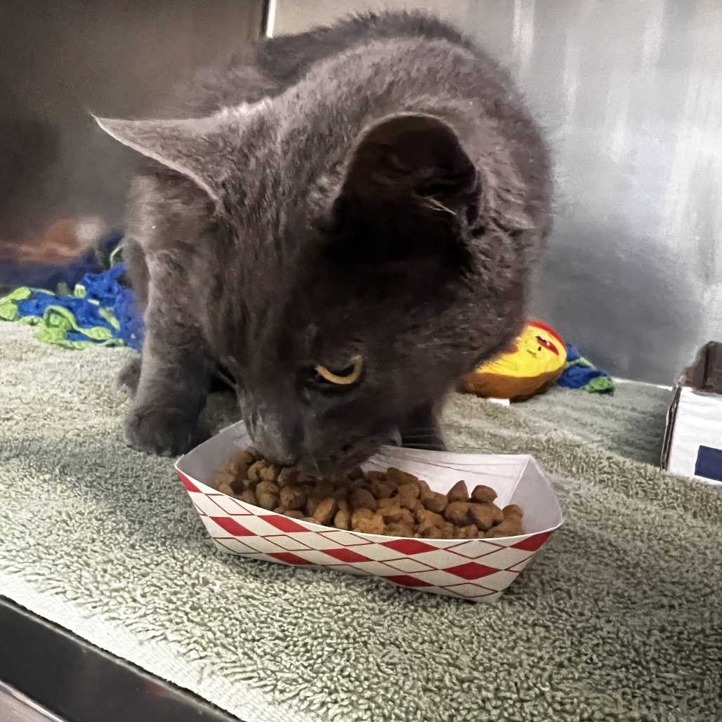 Shelter Stray Unknown Cat last seen , 1244 N Delsea Dr, Vineland, NJ 08360, USA