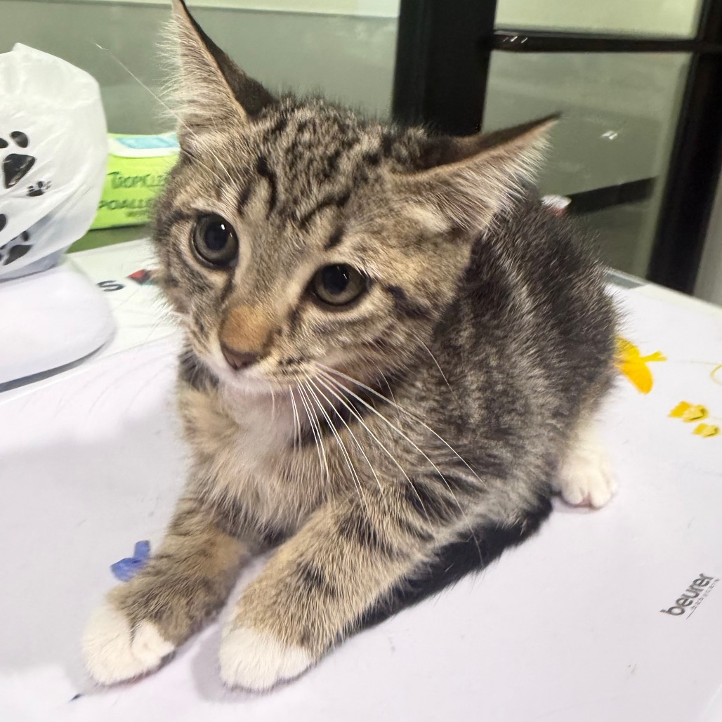 Shelter Stray Female Cat last seen , 3607 N Armenia Ave, Tampa, FL 33607, USA