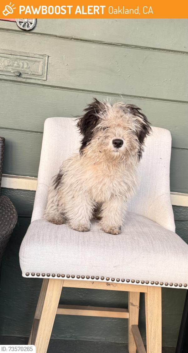 Found/Stray Male Dog last seen Bancroft, Oakland, CA 94603