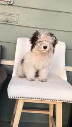 Found/Stray Male Dog last seen Bancroft, Oakland, CA 94603