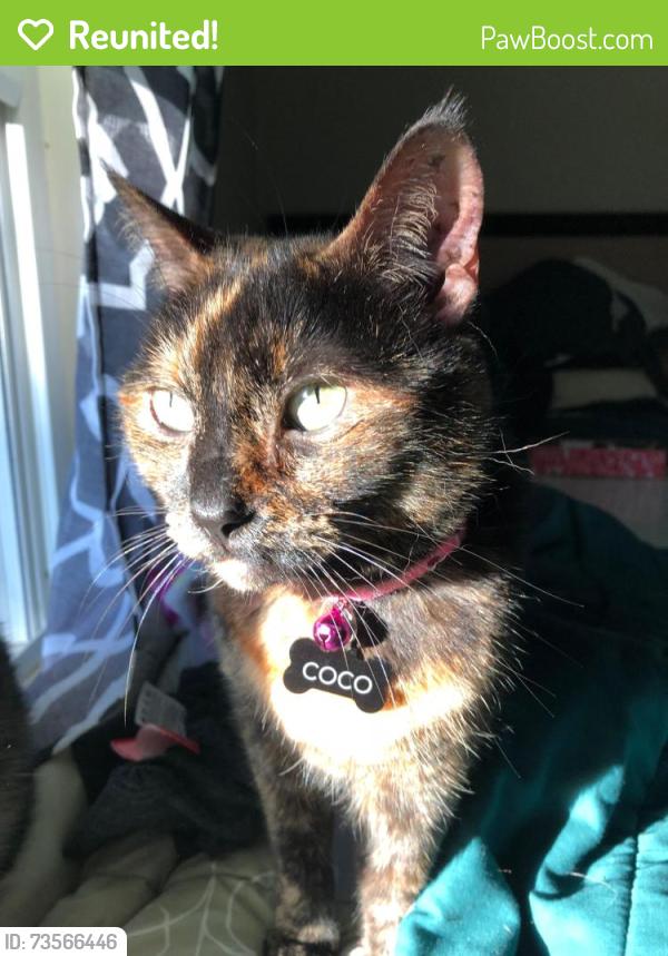 Reunited Female Cat last seen Mission and Domingo, Coolidge Elementary, San Gabriel Cemetery, San Gabriel, CA 91775
