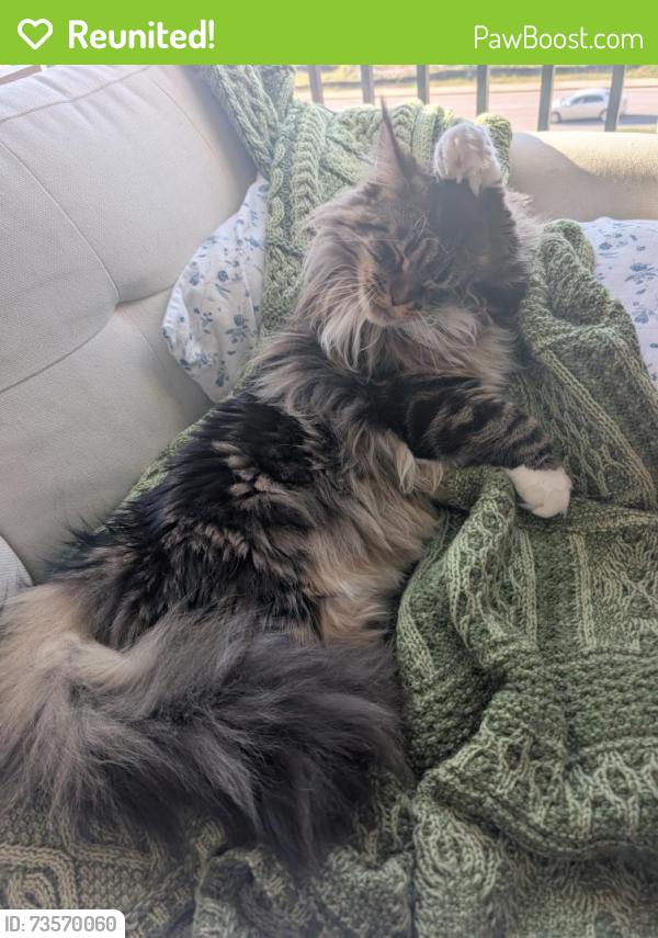 Reunited Female Cat last seen Tesla blvd. & Werner Ave., Alcoa, TN 37701