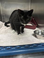 Found/Stray Female Cat last seen West End & 30th Ave, Nashville, TN 37209