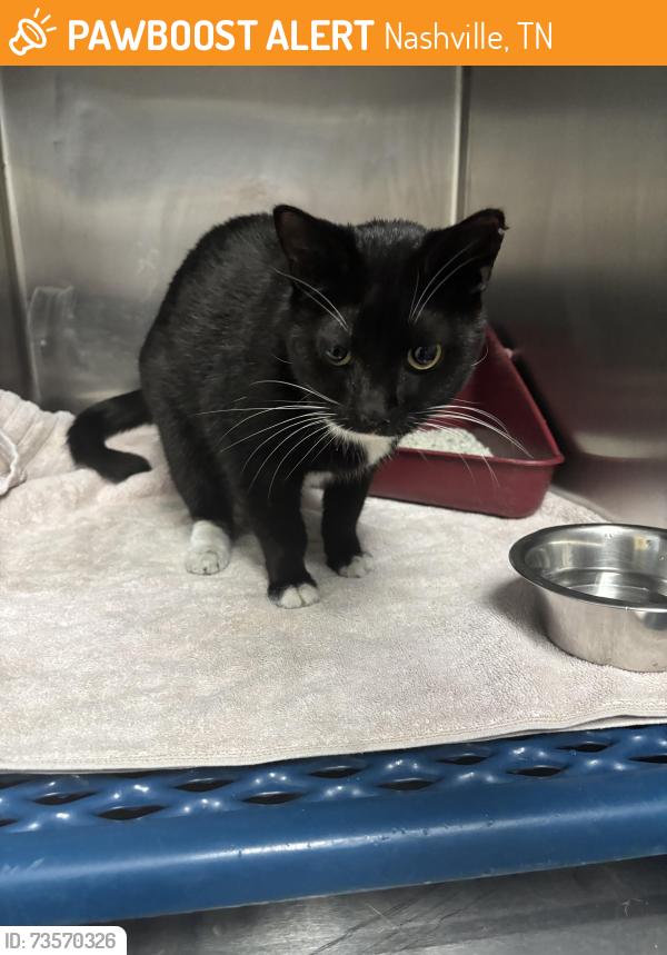 Found/Stray Female Cat last seen West End & 30th Ave, Nashville, TN 37209