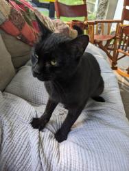 Reunited Female Cat last seen Mobil gas station on Hamilton Ave: 815 Hamilton Ave, Waterbury, CT 06706, Waterbury, CT 06706