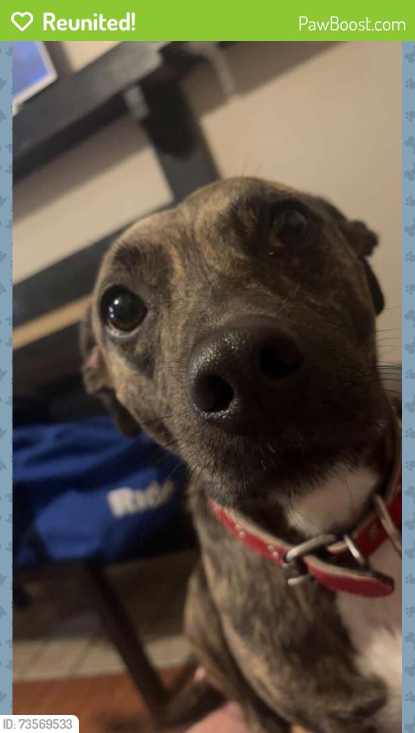 Reunited Female Dog last seen hse with American flag, Bedford, TX 76022