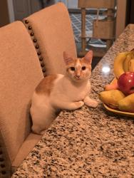Lost Male Cat last seen N Casey Ln, San Tan Valley, AZ 85144