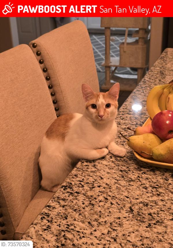 Lost Male Cat last seen N Casey Ln, San Tan Valley, AZ 85144