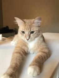 Lost Female Cat last seen Maple park ct, Houston, TX 77339