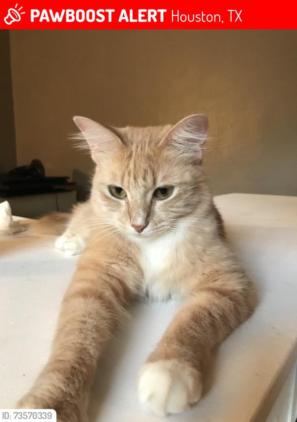 Lost Female Cat last seen Maple park ct, Houston, TX 77339