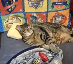 Reunited Female Cat last seen Georgia, beechwood, teakwood, Vallejo, CA 94591