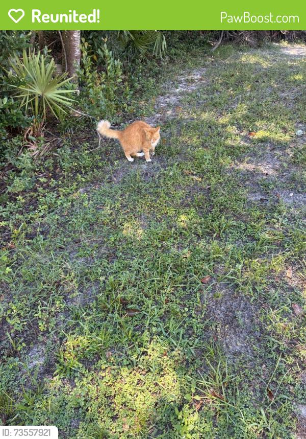 Reunited Male Cat last seen Elgin and nirthclif, Spring Hill, FL 34606