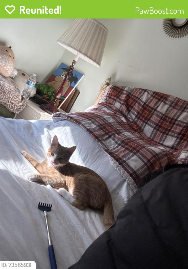 Reunited Male Cat last seen Near Seaton Rd, Stamford, CT 06902, USA, Stamford, CT 06902
