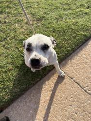 Shelter Stray Female Dog last seen Near BLOCK NE 21ST ST, OKLAHOMA CITY OK 73105, 2811 SE 29th St, Oklahoma City, OK 73129, USA