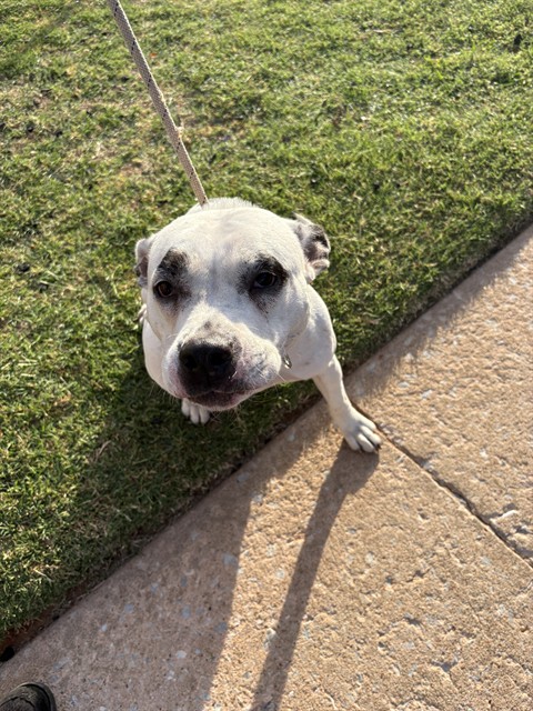 Shelter Stray Female Dog last seen Near BLOCK NE 21ST ST, OKLAHOMA CITY OK 73105, 2811 SE 29th St, Oklahoma City, OK 73129, USA