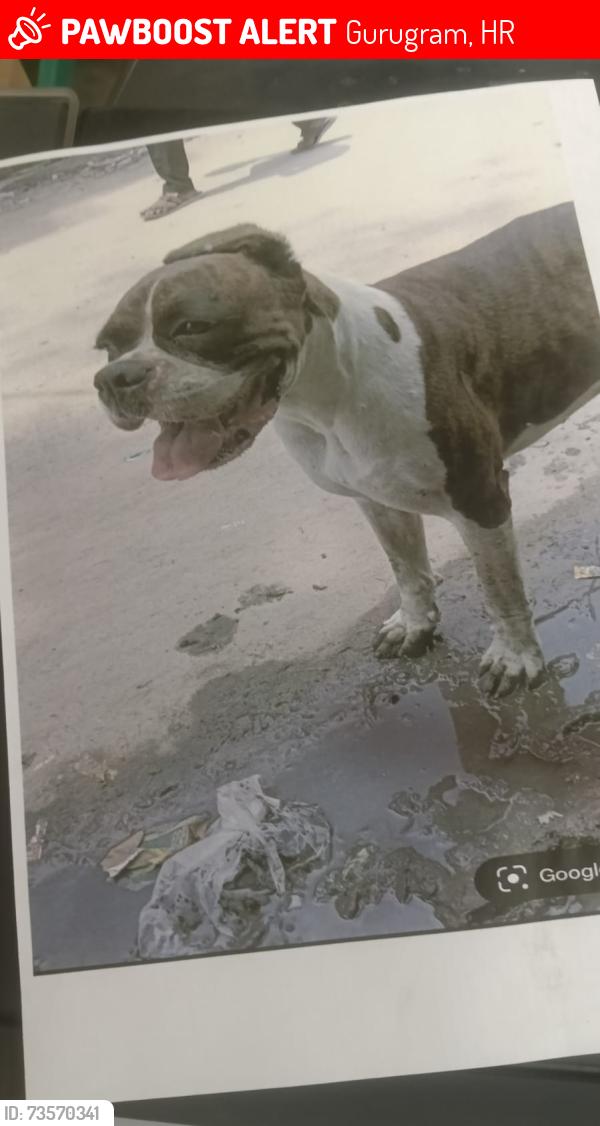 Lost Male Dog last seen Anjana Colony near mahindra workshop sector 37 gurugram, Gurugram, HR 122004