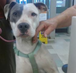 Shelter Stray Male Dog last seen S LINDSAY/SE 40TH, 2811 SE 29th St, Oklahoma City, OK 73129, USA