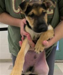 Shelter Stray Male Dog last seen , 2811 SE 29th St, Oklahoma City, OK 73129, USA
