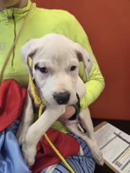 Shelter Stray Male Dog last seen Near BLOCK LEXINGTON ROAD, 3528 Newburg Rd, Louisville, KY 40218, USA