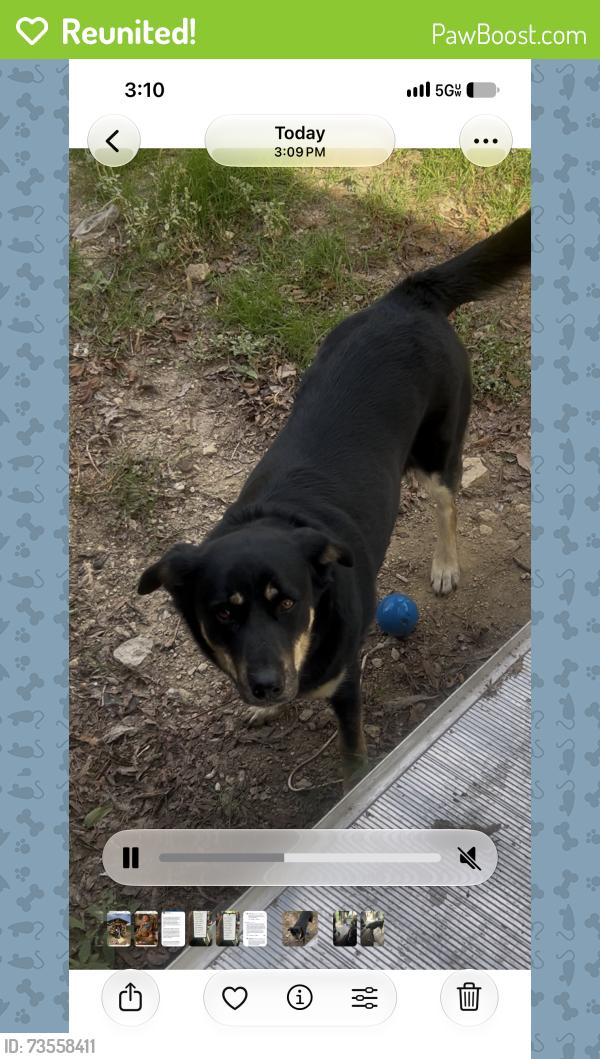 Reunited Female Dog last seen Houston & 32nd st, Fort Worth, TX 76102