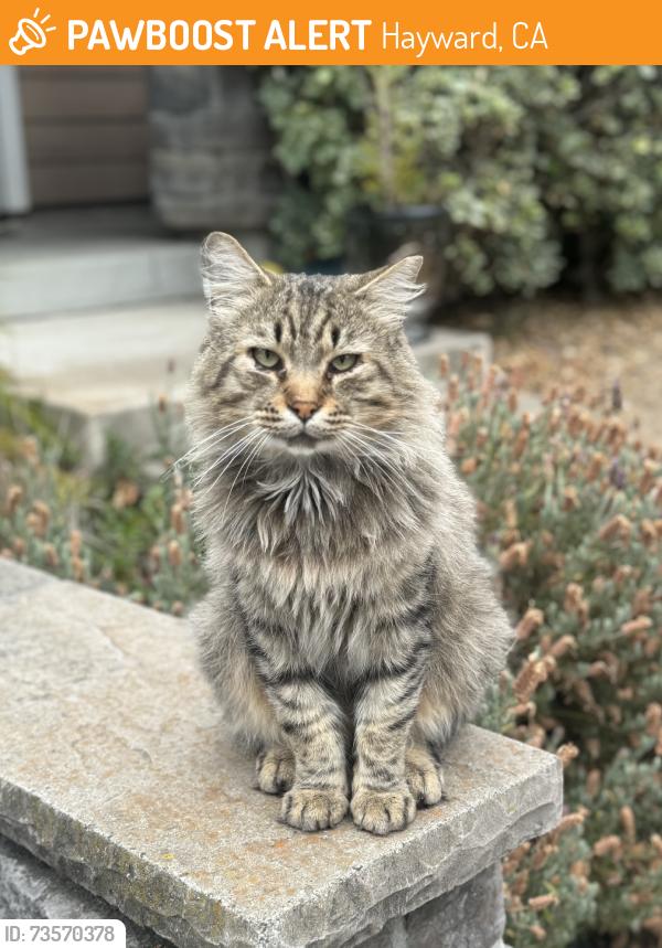 Found/Stray Male Cat last seen D St & Compass Ln, Hayward, CA 94541
