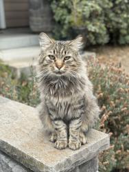 Found/Stray Male Cat last seen D St & Compass Ln, Hayward, CA 94541