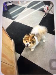 Lost Female Dog last seen Snows Liquor Store, Oklahoma City, OK 73139