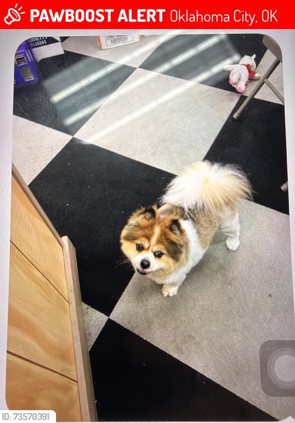 Lost Female Dog last seen Snows Liquor Store, Oklahoma City, OK 73139