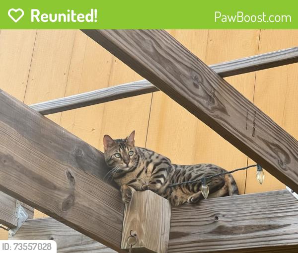 Reunited Male Cat last seen Douglas Road on Sutton - Douglas town line, Sutton, MA 01590