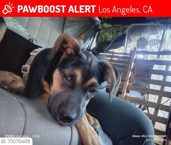 Lost Male Dog last seen Amazon warehouse across the street, Los Angeles, CA 90039