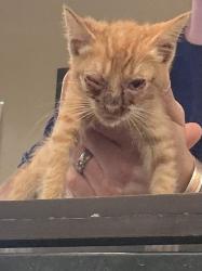 Shelter Stray Male Cat last seen Greys Edge Drive, VIRGINIA BEACH, VA, 23462, 341 S Birdneck Rd, Virginia Beach, VA 23451, USA