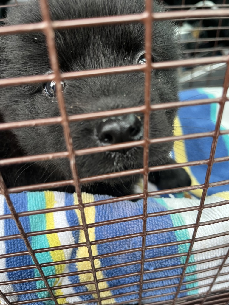 Shelter Stray Female Dog last seen Dessau Road, AUSTIN, TX, 78754, 7201 Levander Loop bldg a, Austin, TX 78702, USA