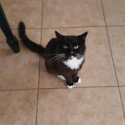 Lost Male Cat last seen Near quien Sabe rd scotts valley, Scotts Valley, CA 95066